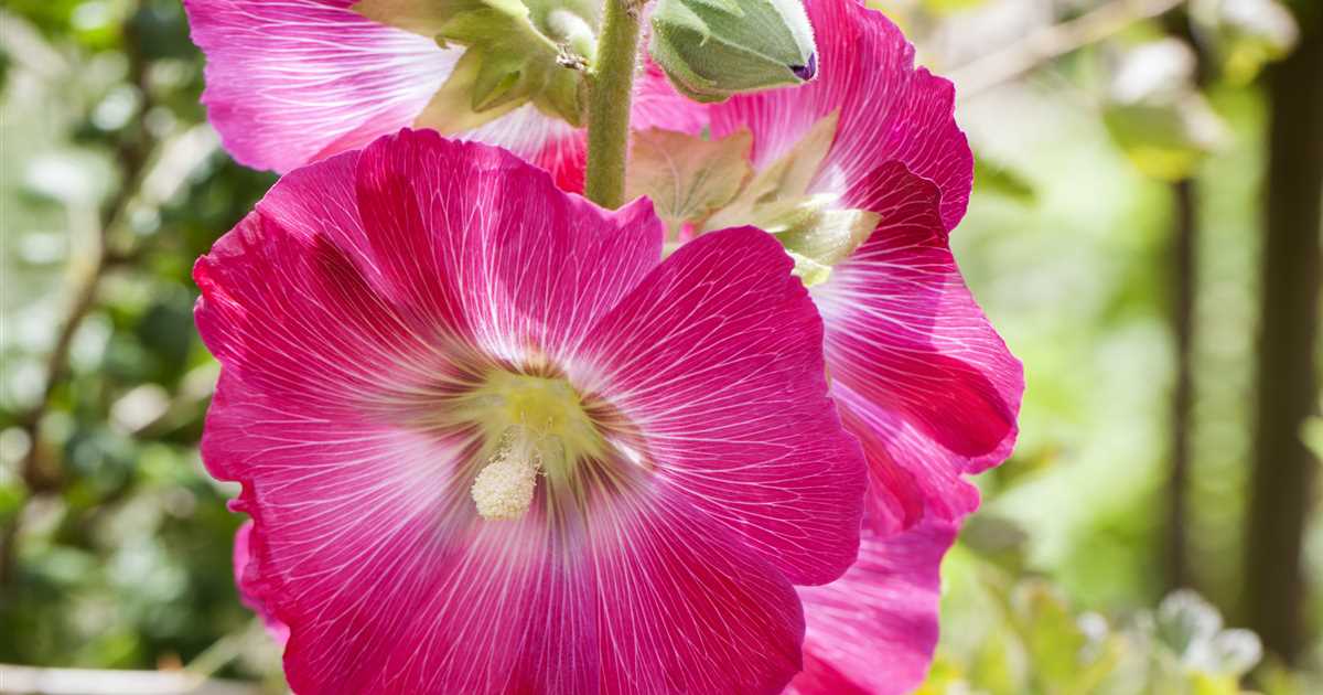 Alcea rosea, Stockrose - Gärtnerei Irrgang