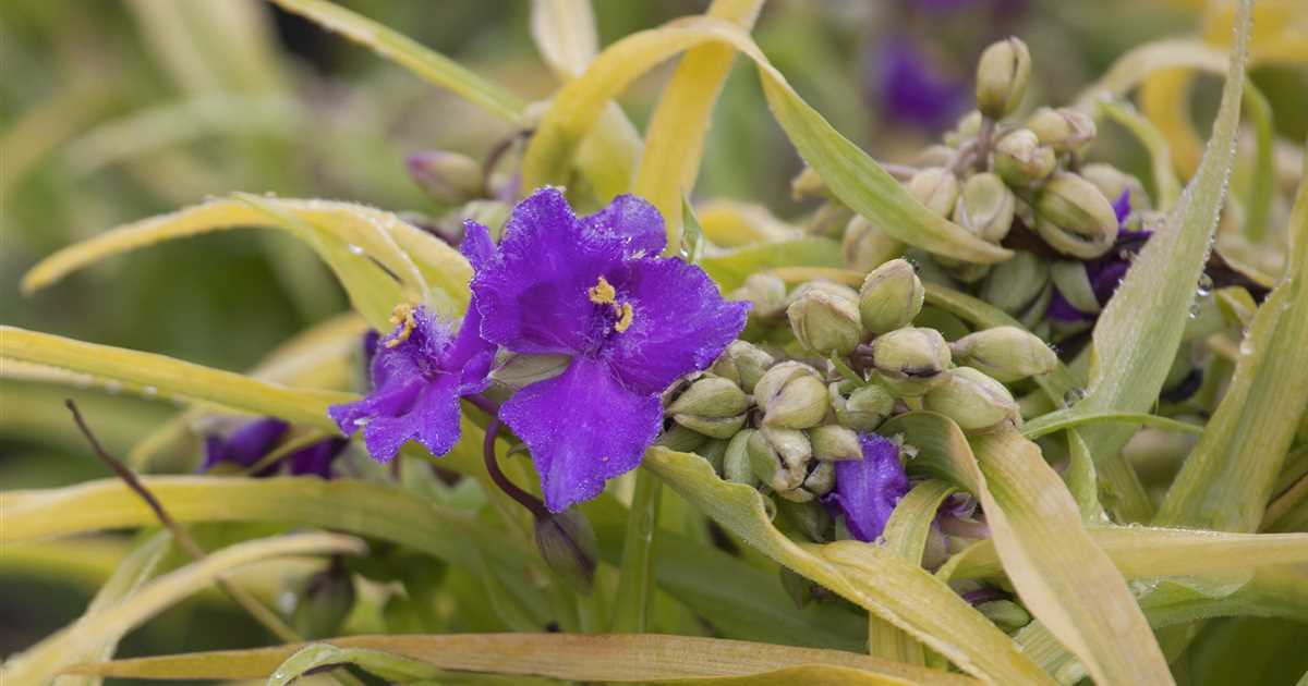 Tradescantia andersoniana, GartenDreimasterblume Gärtnerei Irrgang