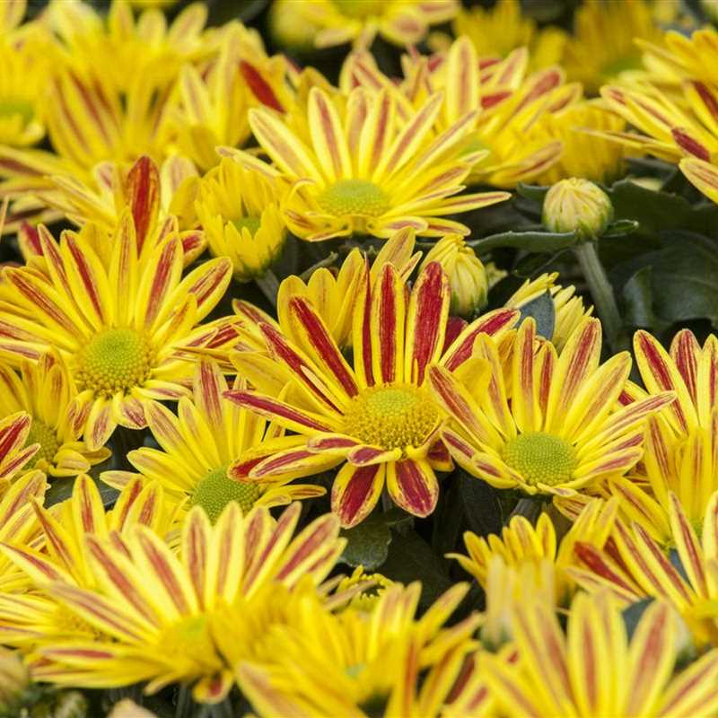Chrysanthemum indicum, HerbstChrysantheme Gärtnerei Irrgang