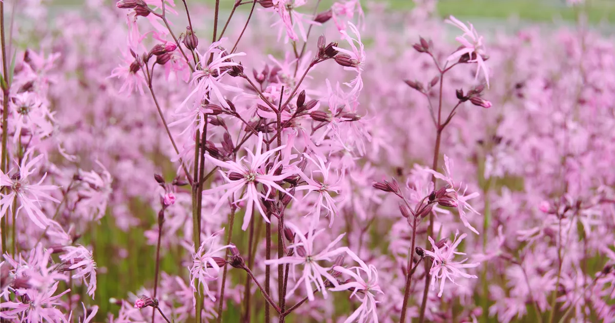 Kuckucks-Lichtnelke Blumixx Stauden Lychnis flos-cuculi Kuckucks-Lichtnelke Blumixx Stauden Lychnis flos-cuculi