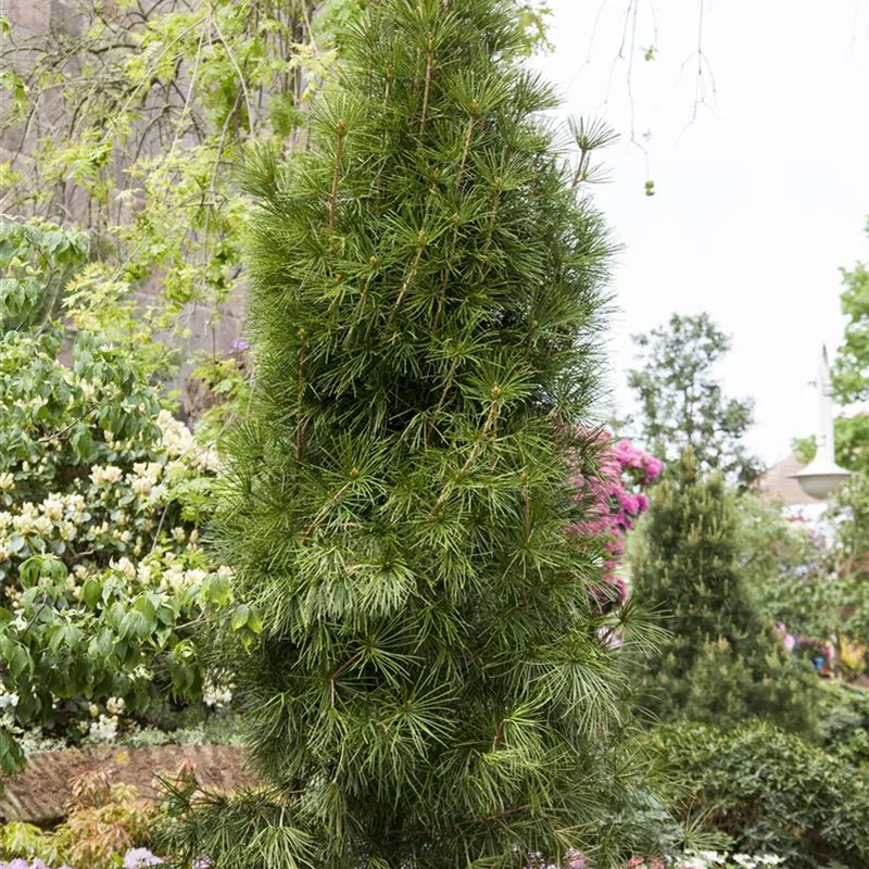 Sciadopitys verticillata Top Pflanze Schirmtanne Höhe: 150-160 cm Dünger 