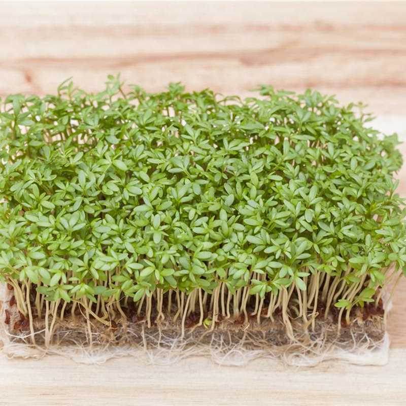 Lepidium sativum, Gartenkresse - Gärtnerei Irrgang