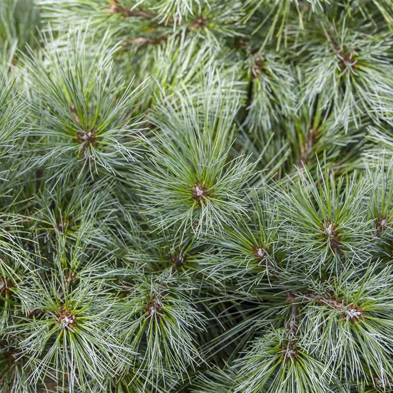 Pinus strobus, Weymouths-Kiefer - Gärtnerei Irrgang