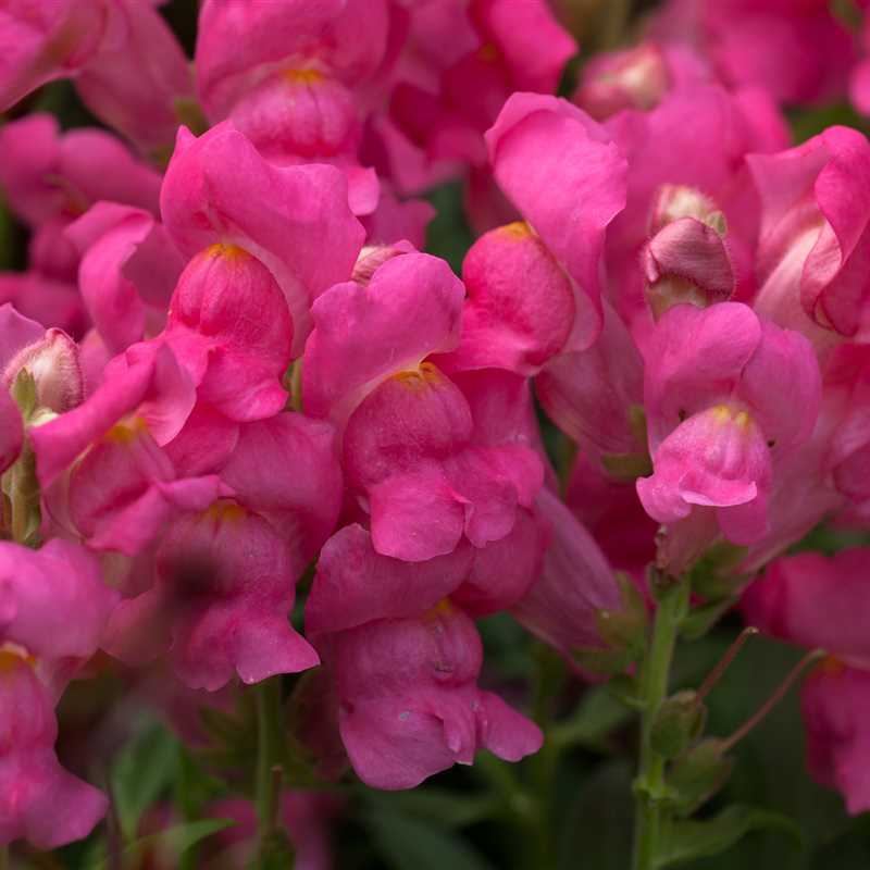 Antirrhinum majus, GartenLöwenmaul Gärtnerei Irrgang