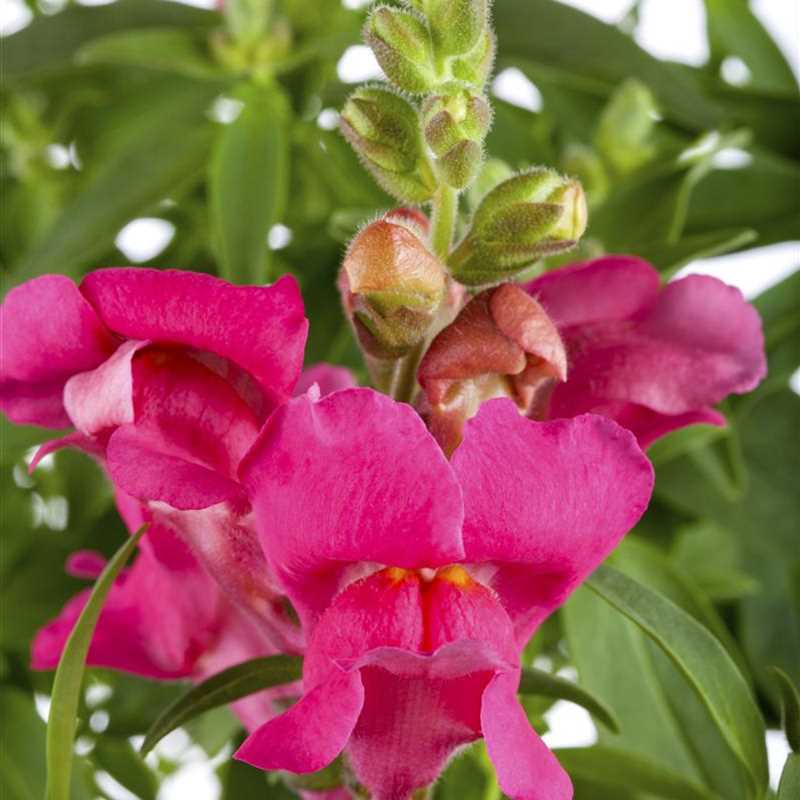 Antirrhinum majus, GartenLöwenmaul Gärtnerei Irrgang