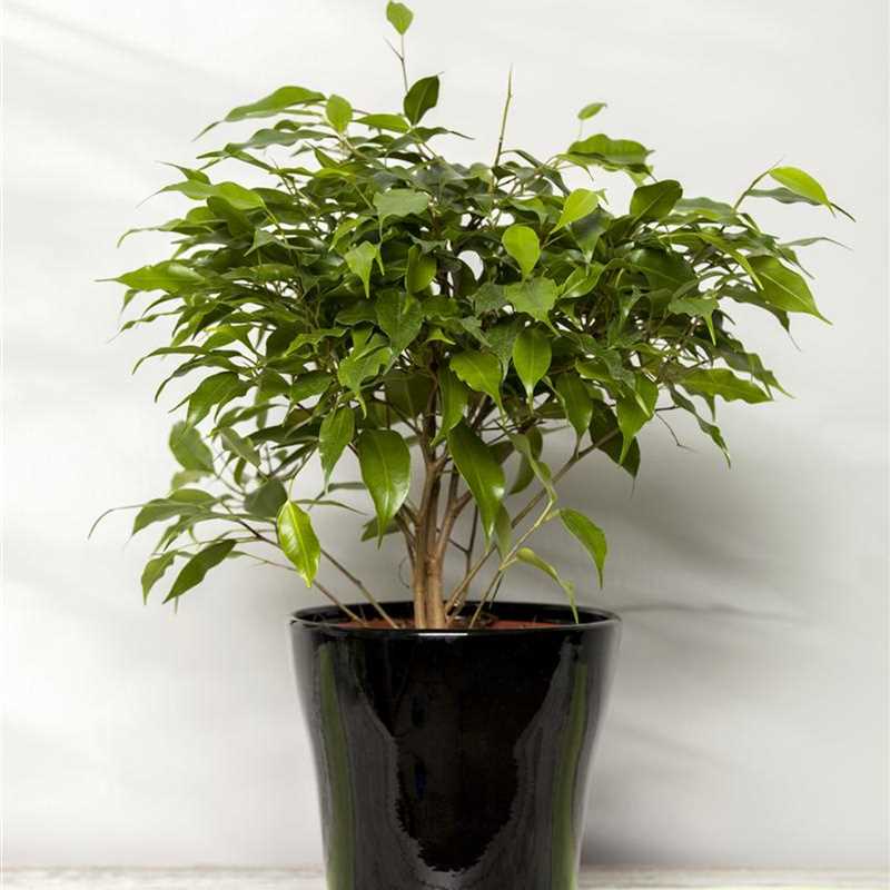 Ficus Benjamina Birken Feige Gartnerei Irrgang
