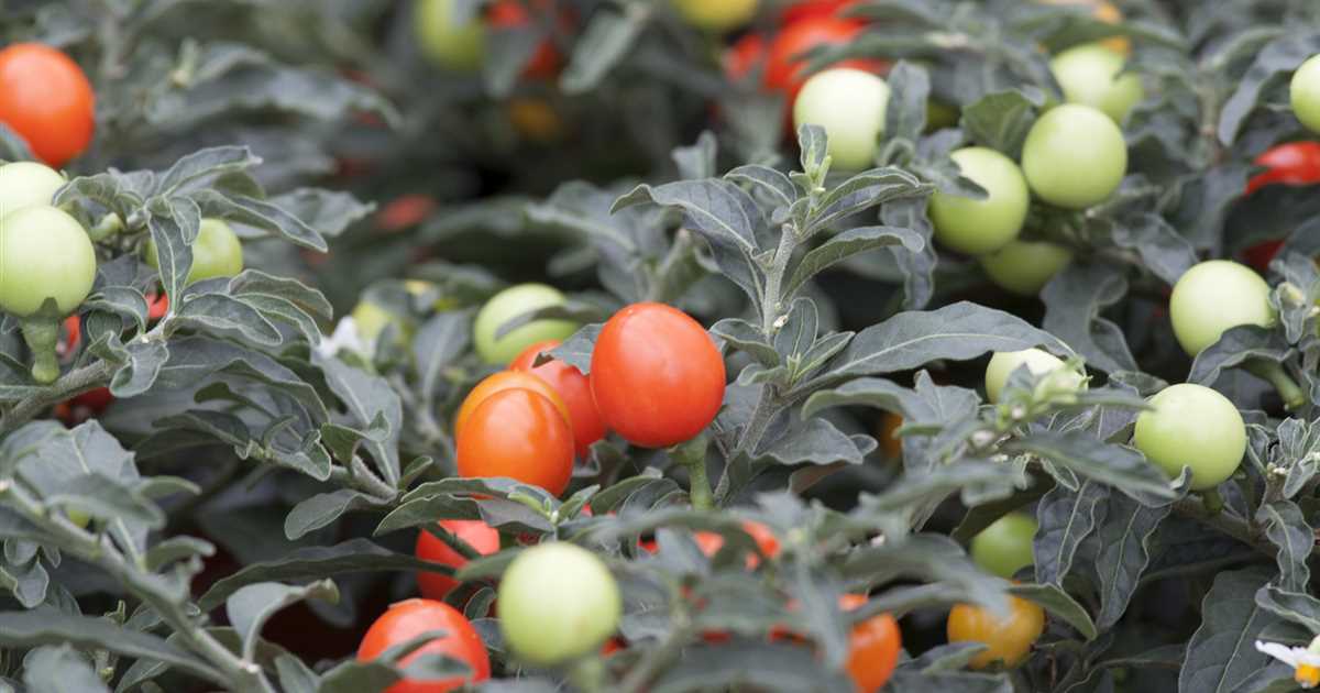 Solanum pseudocapsicum, Korallenstrauch Gärtnerei Irrgang