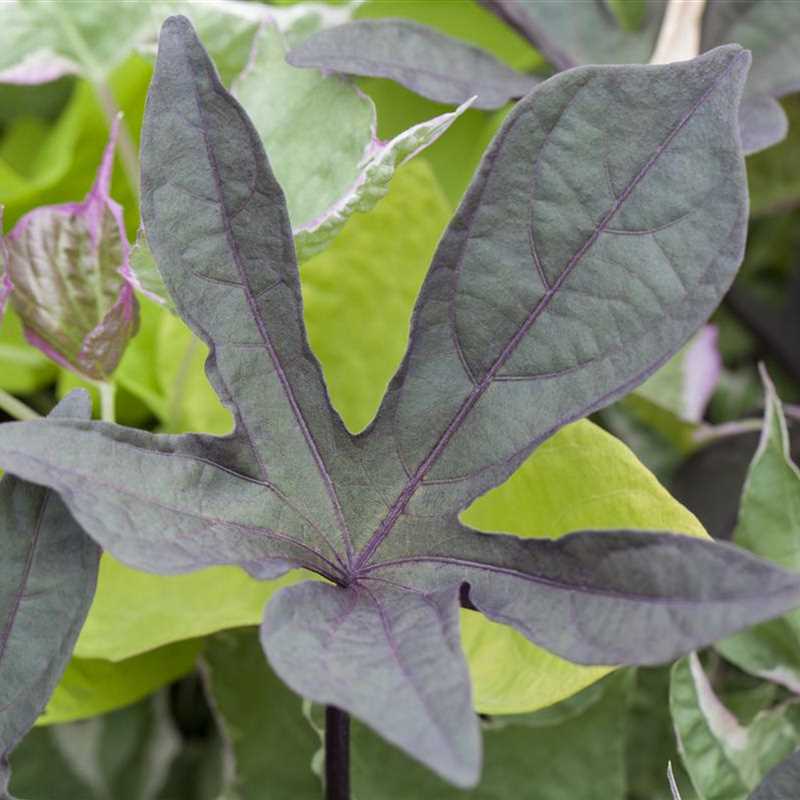 Ipomoea batatas, Süßkartoffel Gärtnerei Irrgang