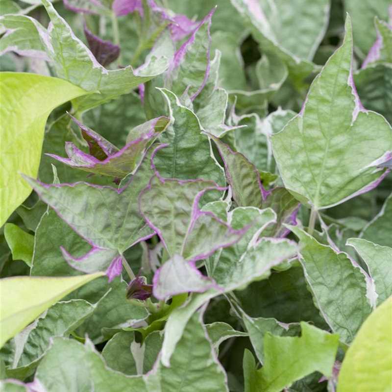 Ipomoea batatas, Süßkartoffel Gärtnerei Irrgang