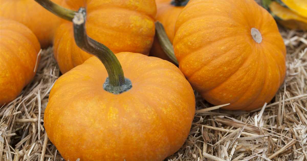 Cucurbita maxima, Speise-Kürbis - Gärtnerei Irrgang