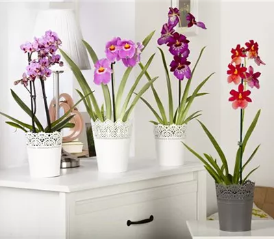 Orchideen Orchideen
