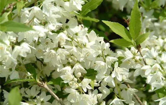 Philadelphus 'Schneesturm' Philadelphus 'Schneesturm'