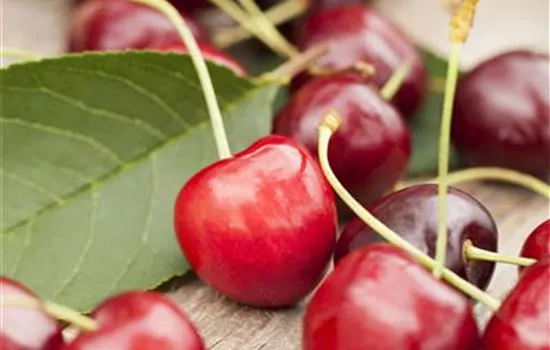 Prunus avium Prunus avium