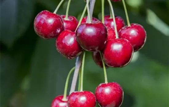 Prunus cerasus Prunus cerasus