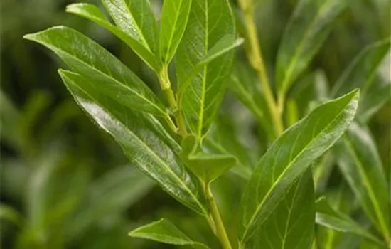 Prunus laurocerasus 'Caucasica' Prunus laurocerasus 'Caucasica'