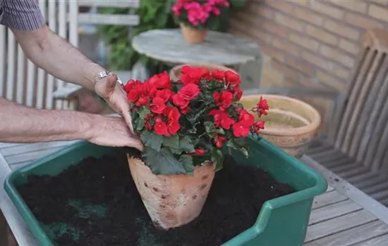 Blumenkübel - Bepflanzen mit Sommerblumen Blumenkübel - Bepflanzen mit Sommerblumen