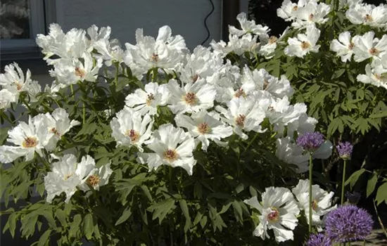Paeonia x suffruticosa, weiß
