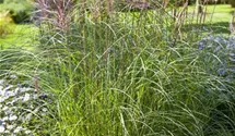Garten-Chinaschilf