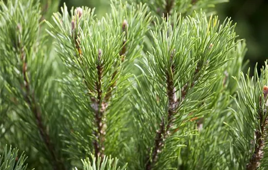 Pinus mugo 'Carsten´s Wintergold' Pinus mugo 'Carsten´s Wintergold'