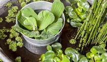 Wassersalat