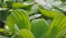 Wassersalat