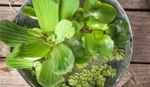 Wassersalat