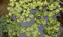 Wassersalat