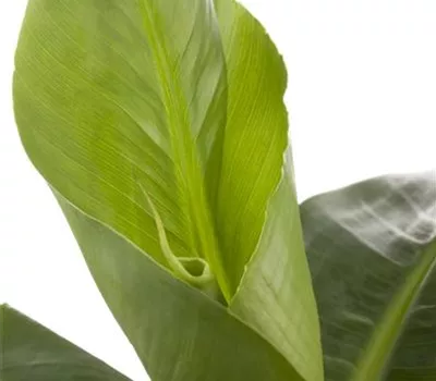 Musa acuminata Musa acuminata