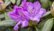 Catawba-Rhododendron