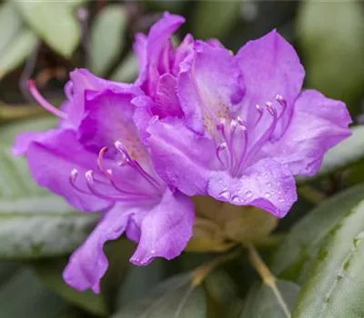 Rhododendron catawbiense Rhododendron catawbiense