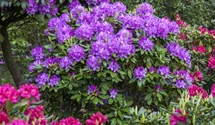 Catawba-Rhododendron