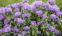 Catawba-Rhododendron
