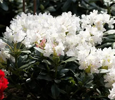Rhododendron 'Cunningham´s White' Rhododendron 'Cunningham´s White'