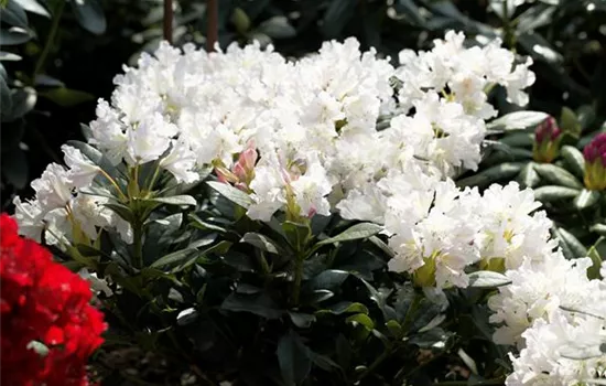 Rhododendron 'Cunningham´s White' Rhododendron 'Cunningham´s White'