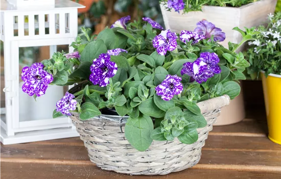 Petunia 'Night Sky' Petunia 'Night Sky'