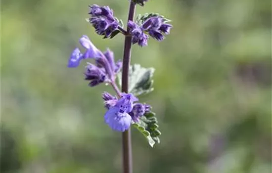 Nepeta x faassenii 'Walker´s Low'
