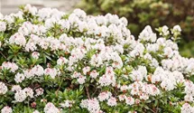 Rhododendron 'Bloombux'®