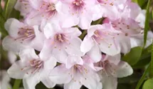 Rhododendron 'Bloombux'®