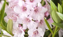 Rhododendron 'Bloombux'®