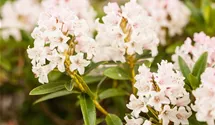 Rhododendron 'Bloombux'®
