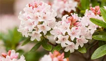 Rhododendron 'Bloombux'®