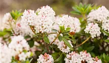 Rhododendron 'Bloombux'®