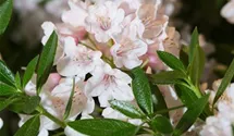 Rhododendron 'Bloombux'®