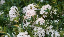 Rhododendron 'Bloombux'®