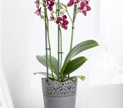 Phalaenopsis Phalaenopsis