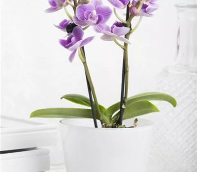 Phalaenopsis Mini Phalaenopsis Mini