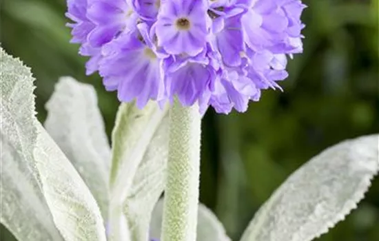 Primula denticulata Primula denticulata