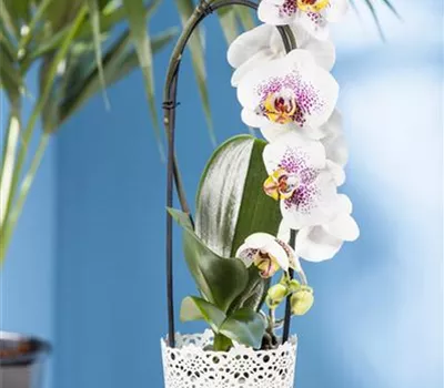 Phalaenopsis 'Waterfall' Phalaenopsis 'Waterfall'