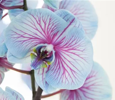 Phalaenopsis, blau Phalaenopsis, blau