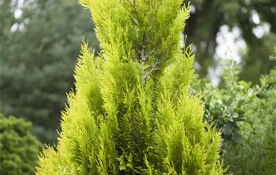 Thuja plicata '4ever' GOLDY®(s) Thuja plicata '4ever' GOLDY®(s)